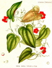 Smilax regelii